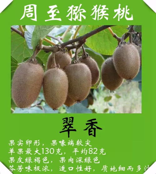 克拉瑪依人專享 獼猴桃直采直銷基地，新鮮包郵到家