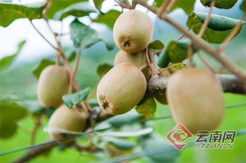 隴川獼猴桃豐產，農民喜增收，產業銷售前景廣闊