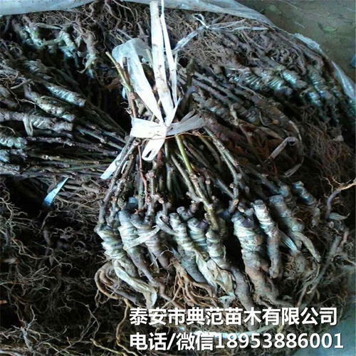 布魯諾獼猴桃苗市場全解析 銷售渠道、價格與產業發展