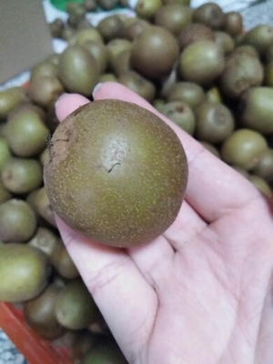 好山好水育好果 野生黃心獼猴桃7元1斤，5斤包郵特惠來襲